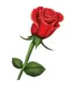 rosa
