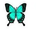 green butterfly