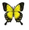 yellow butterfly
