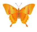 orange butterfly