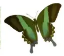 green butterfly