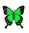 green butterfly
