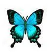 butterfly