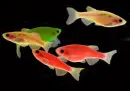 color fishes