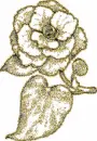 camelia