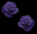 purple rosas
