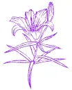lilies