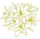 lilies