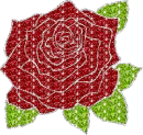 rose without background