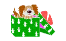 dog in box