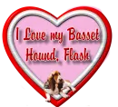 Love my Basset Hound - Flash
