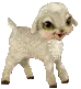 pets