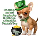 Rockin' Chihuahua - Jane