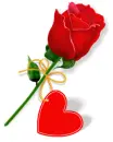 I Love You (Rose)