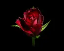 Blooming Rose