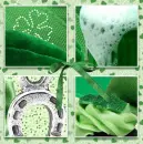 St. Patrick's Day Collage