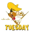 TUESDAY 