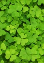 SHAMROCK BACKGROUND â™§