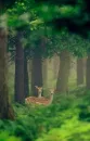 Big Cat