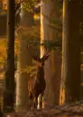 Big Cat