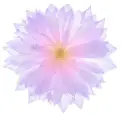 lotus flower