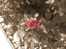 Delicate Old Fashion Rose
