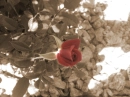 Delicate Old Fashion Rose 2
