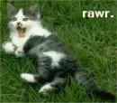 rawr