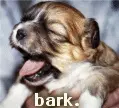 bark
