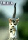 kitten
