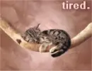 tired