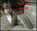 squirrel