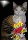 kitty cat smelling flower