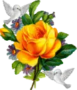 yellow rosa