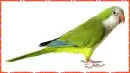 parrot