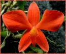 red orchid