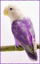 agapornis