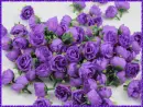 purple rosas