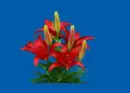 red lily