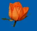 orange rosas