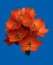 clivia
