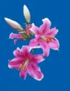 lily