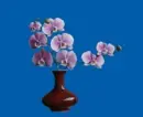 orchid