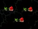 Roses and Lightnings