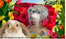 Easter Pic