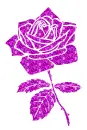 rose