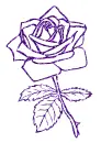 rose