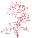 rose