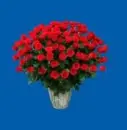 red flower
