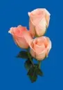 rosas